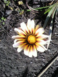 Blooming Flower in a Barren Land May 2010
