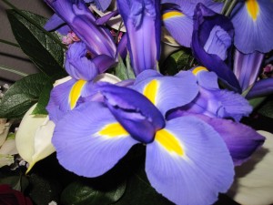 March 2011 Misc and anniv flwrs 026