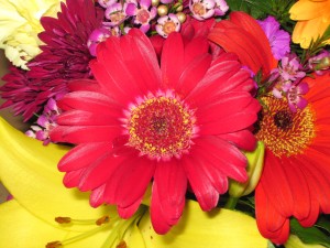 March 2011 Misc and anniv flwrs 032