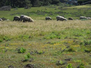 Sheep Grazing by Mona Hodgson 2012