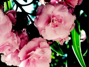 Time to Blossom by LEP 2011