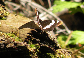 Website - Butterfly pix by Natalia Mungia- adobe edited